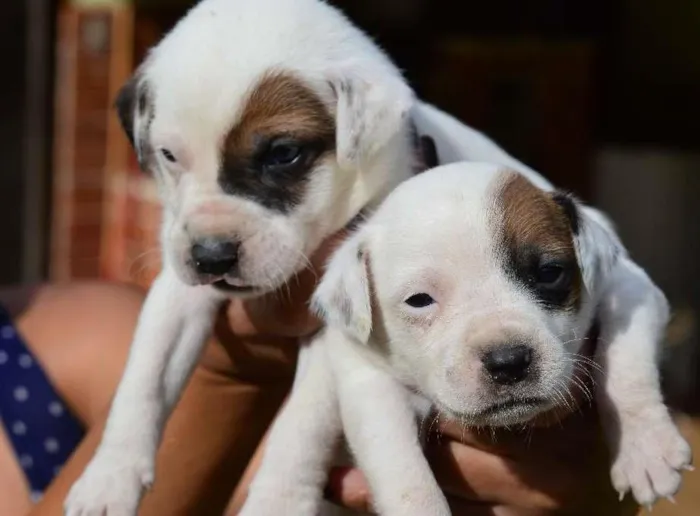 Cachorro ra a indefinida idade Abaixo de 2 meses nome Pit