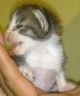 Gato ra a Sem raça idade Abaixo de 2 meses nome Gatinhos