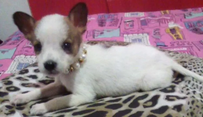 Cachorro ra a SRD idade 2 a 6 meses nome filhotes