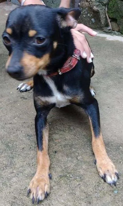 Cachorro ra a SRD idade 2 anos nome Pipa