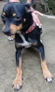 Pipa