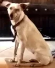zaza