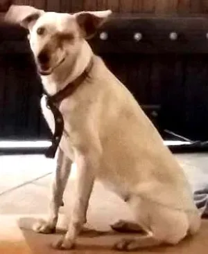 Cachorro raça virá lata idade 1 ano nome zaza