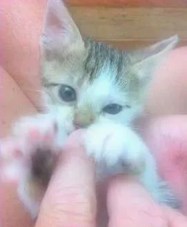 Gato raça SRD idade Abaixo de 2 meses nome LUA