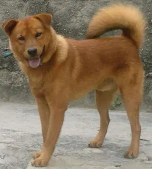 Cachorro raça chow chow idade  nome tobby
