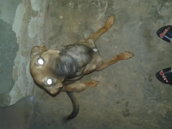 Cachorro raça vira-lata com pastor alemão idade 7 a 11 meses nome ted