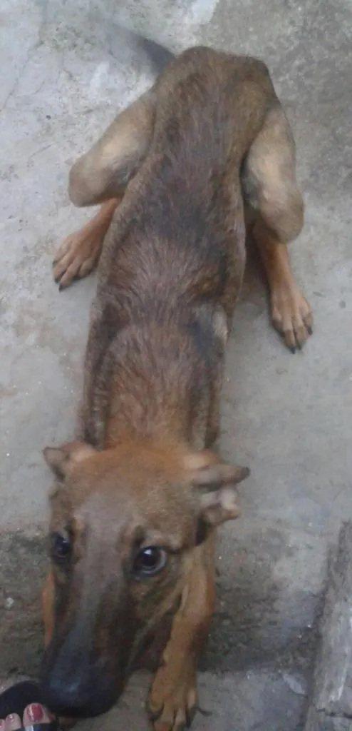Cachorro raça vira-lata com pastor alemão idade 7 a 11 meses nome ted