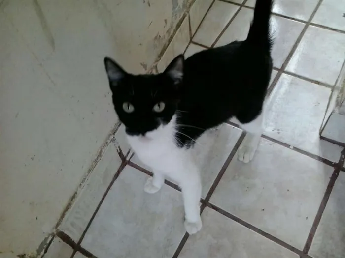 Gato ra a nao tem idade 2 a 6 meses nome deise, mascarada, p