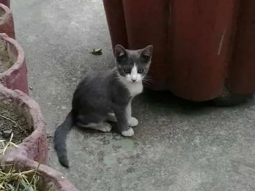 Gato ra a nao tem idade 2 a 6 meses nome deise, mascarada, p