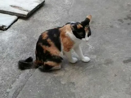 Gato ra a nao tem idade 2 a 6 meses nome deise, mascarada, p