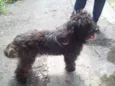 POODLE PRETO