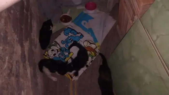 Gato raça Sem raça idade Abaixo de 2 meses nome Sem nomes 