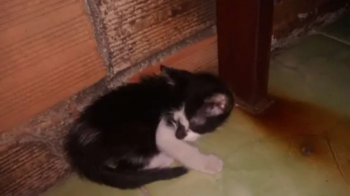 Gato raça Sem raça idade Abaixo de 2 meses nome Sem nomes 