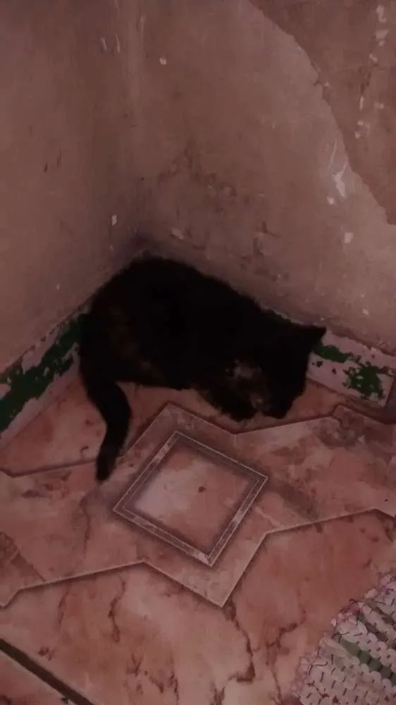 Gato raça Sem raça idade Abaixo de 2 meses nome Sem nomes 