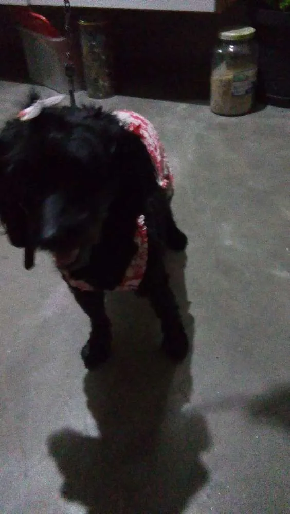 Cachorro ra a Pudou idade 4 anos nome Nanda