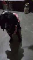 Nanda