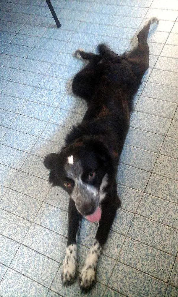 Cachorro ra a "Border Collie" idade 7 a 11 meses nome Gibinha