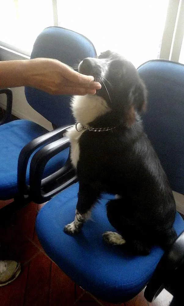 Cachorro ra a "Border Collie" idade 7 a 11 meses nome Gibinha