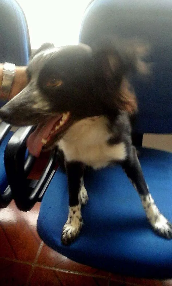 Cachorro ra a "Border Collie" idade 7 a 11 meses nome Gibinha