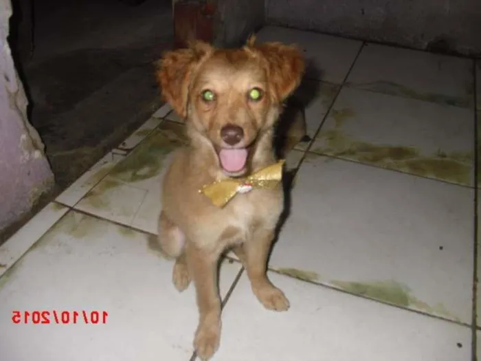 Cachorro ra a SRD idade 2 a 6 meses nome FLOR