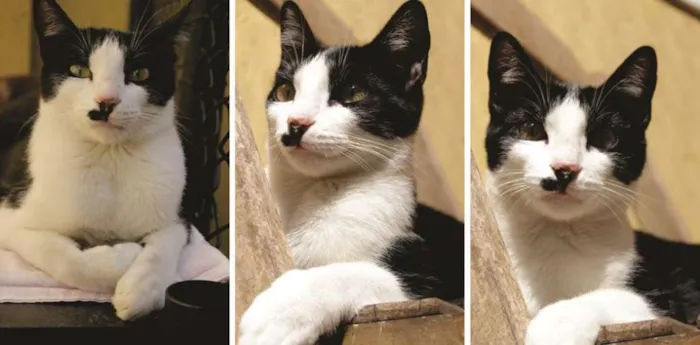 Gato ra a SRD idade 1 ano nome Bigode