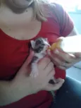 gatinhos