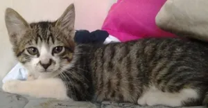 Gato raça SRD idade 2 a 6 meses nome Prince