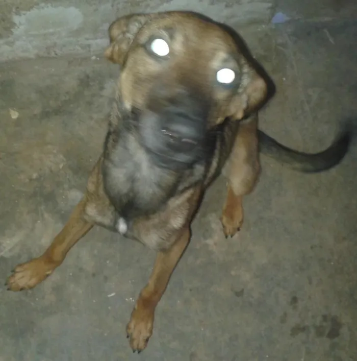 Cachorro raça vira-lata com pastor alemão idade 7 a 11 meses nome ted