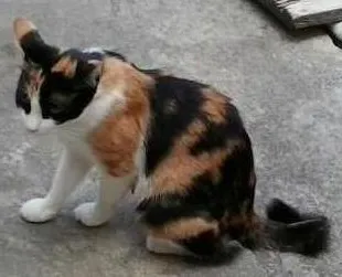 Gato ra a nao tem idade 2 a 6 meses nome deise, mascarada, p