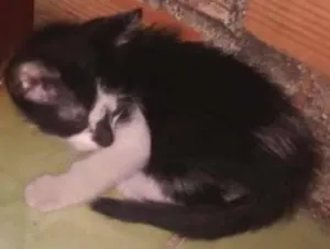 Gato raça Sem raça idade Abaixo de 2 meses nome Sem nomes 