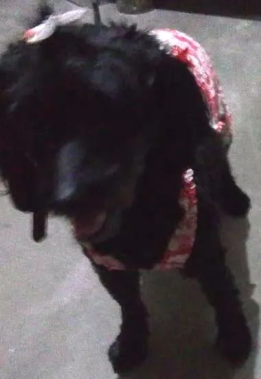 Cachorro ra a Pudou idade 4 anos nome Nanda