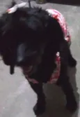 Nanda