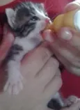 gatinhos