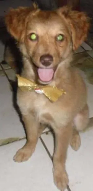 Cachorro raça SRD idade 2 a 6 meses nome FLOR