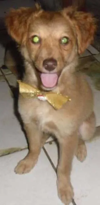 Cachorro ra a SRD idade 2 a 6 meses nome FLOR