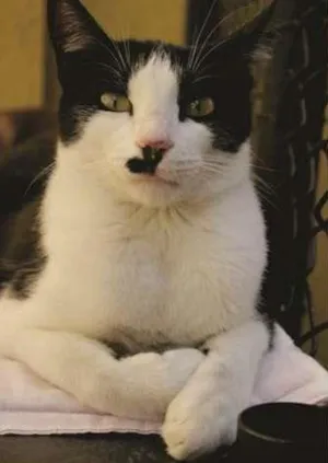 Gato raça SRD idade 1 ano nome Bigode