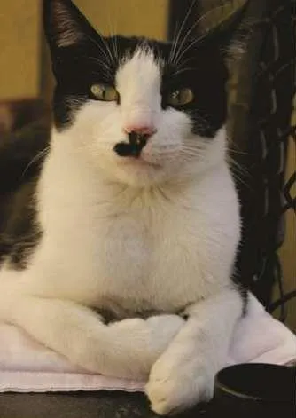 Gato ra a SRD idade 1 ano nome Bigode