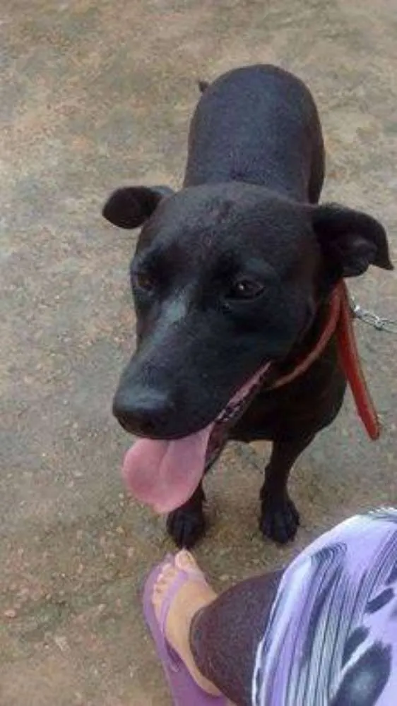 Cachorro ra a SRD idade 2 anos nome Nega