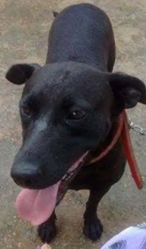 Cachorro raça SRD idade 2 anos nome Nega