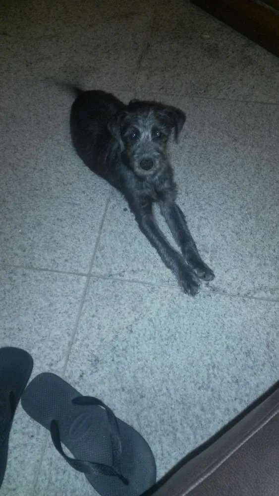 Cachorro raça Vira Lata idade 1 ano nome Magui e Pretinha