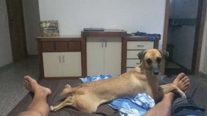 Cachorro raça Vira Lata idade 1 ano nome Magui e Pretinha