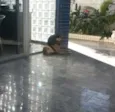 Magui e Pretinha