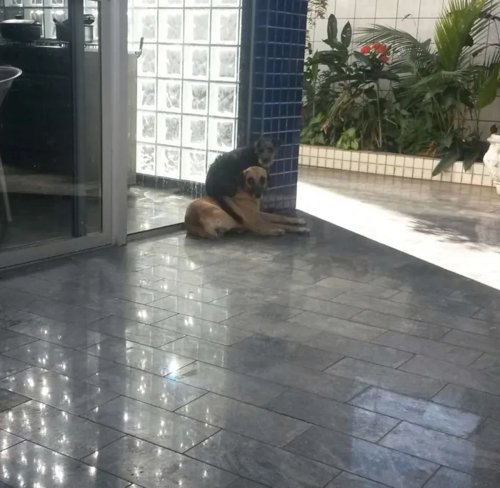 Cachorro raça Vira Lata idade 1 ano nome Magui e Pretinha