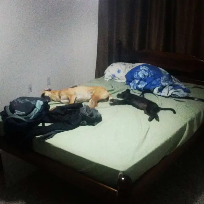 Cachorro raça Vira Lata idade 1 ano nome Magui e Pretinha