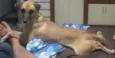 Magui e Pretinha