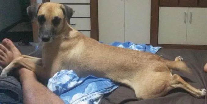 Cachorro raça Vira Lata idade 1 ano nome Magui e Pretinha