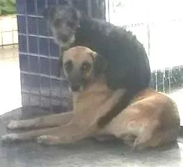 Cachorro raça Vira Lata idade 1 ano nome Magui e Pretinha