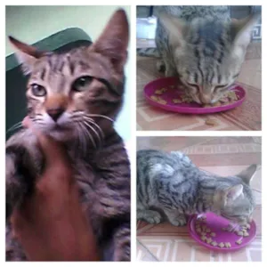 Gato raça  idade 2 a 6 meses nome nao sei