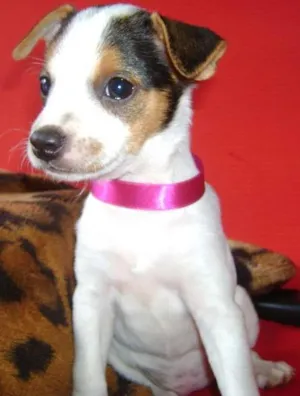 Cachorro raça Pinscher+Indefinida idade Abaixo de 2 meses nome ...