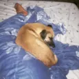 Magui e Pretinha